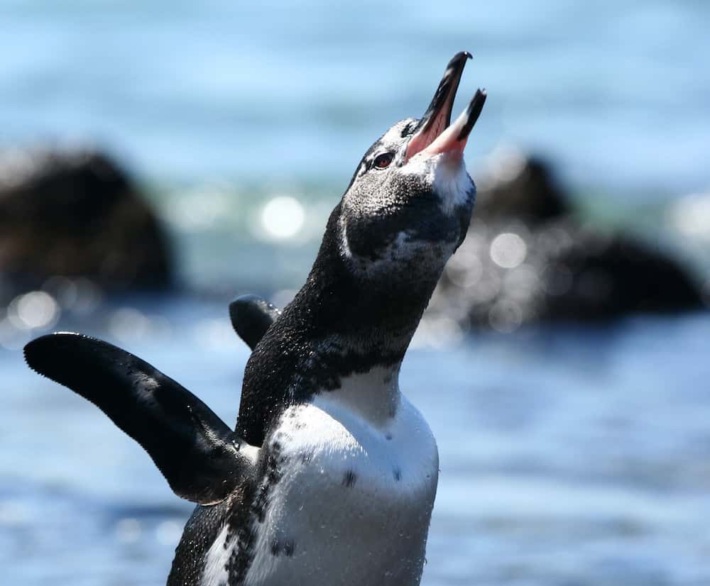 galapagos penguin