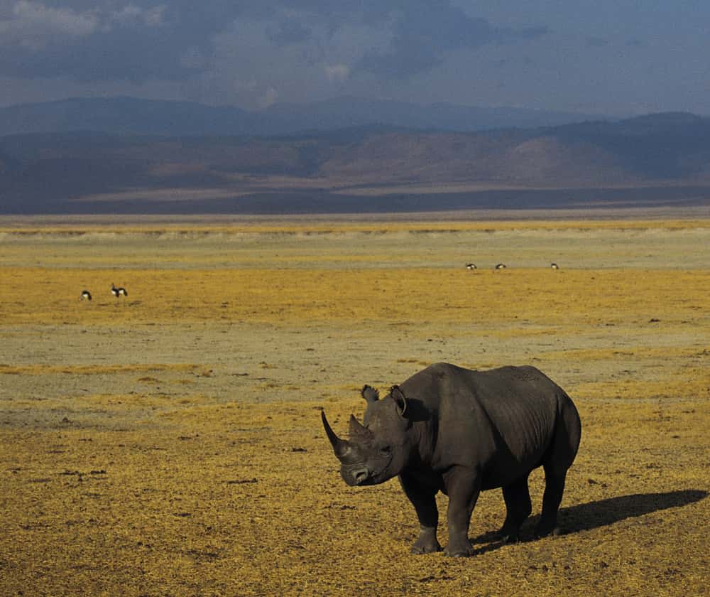 African rhino