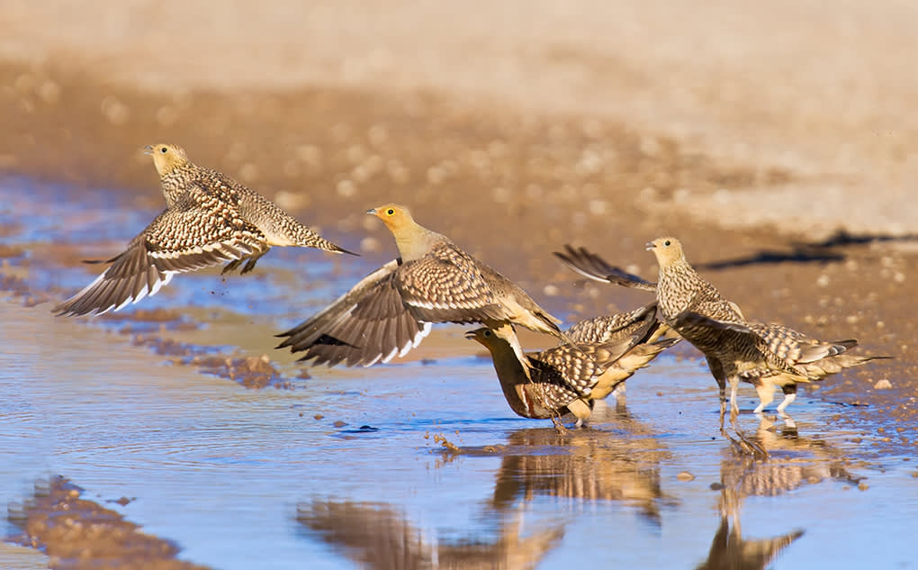 Sand Grouse