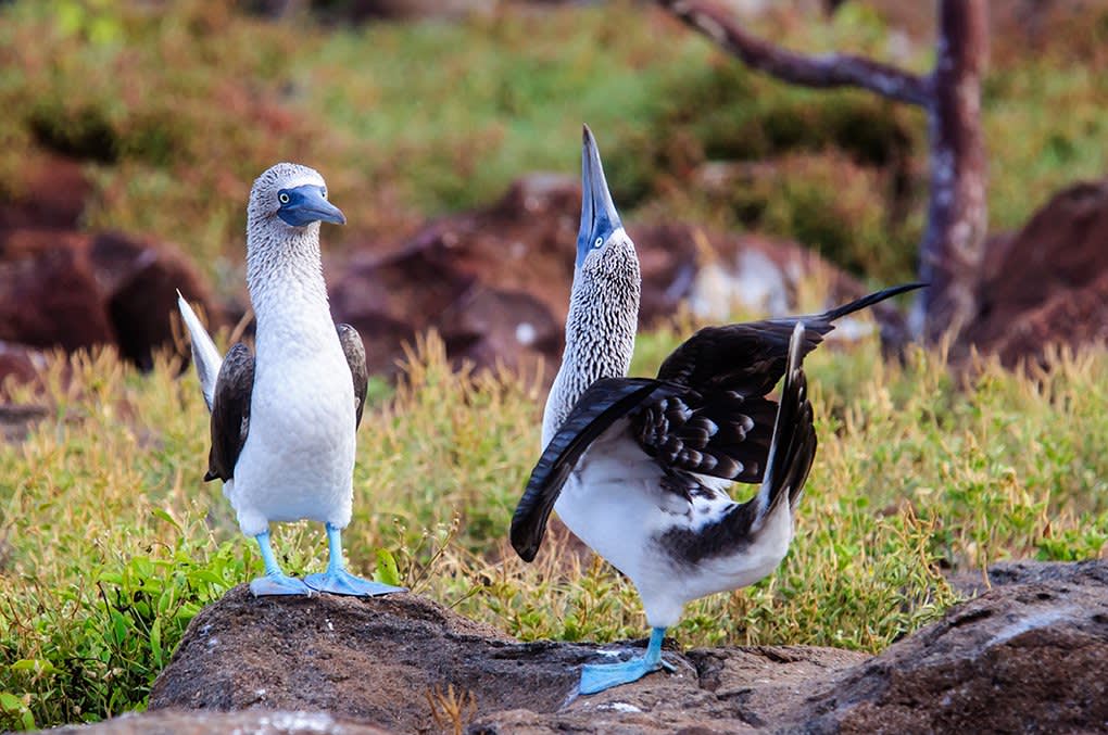 blue-footed booby