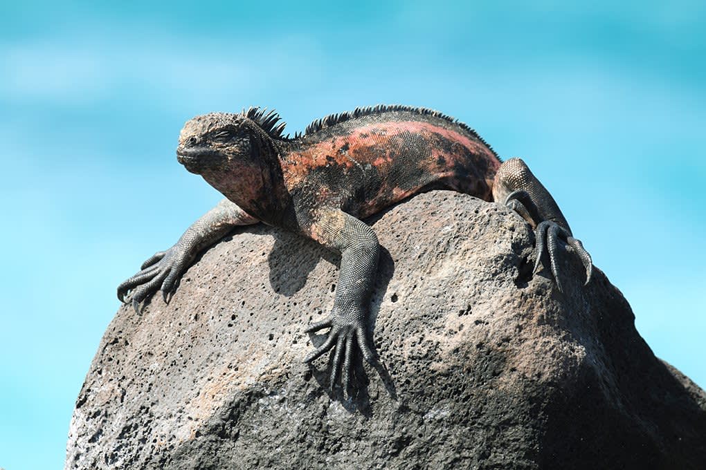 6 Perfectly Adapted Galapagos Animals