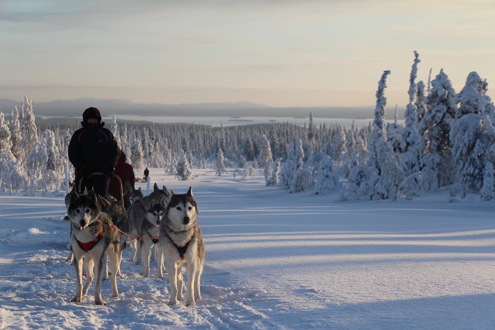 Dogsledding through snow