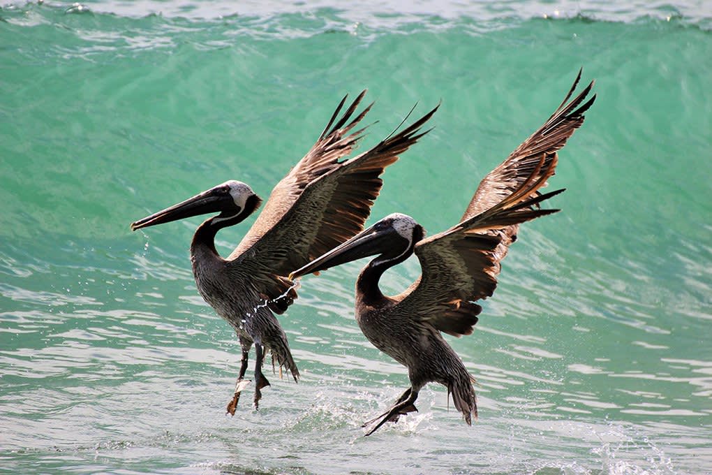 Costa Rica Pelicans