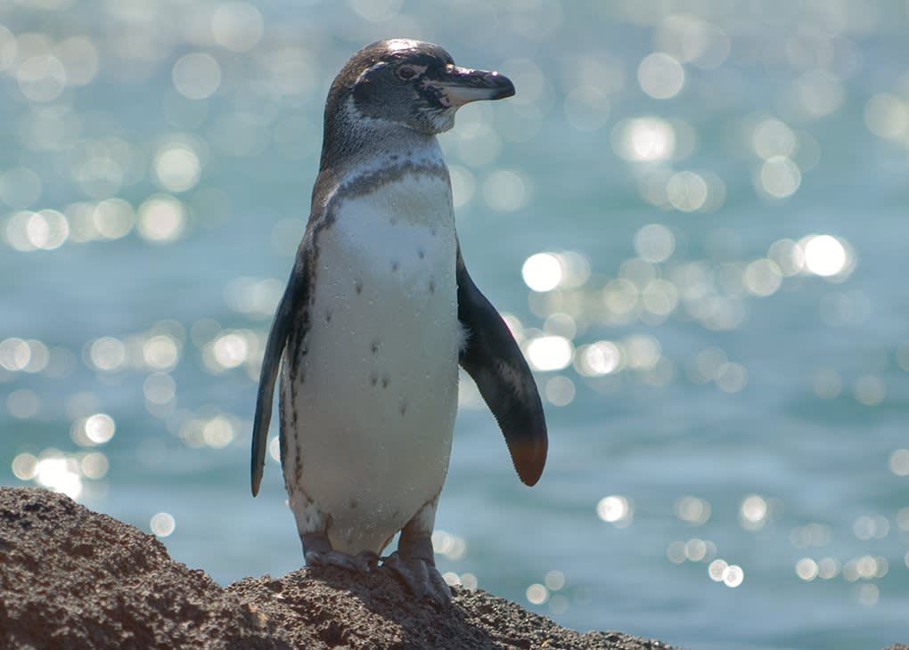 galapagos penguin