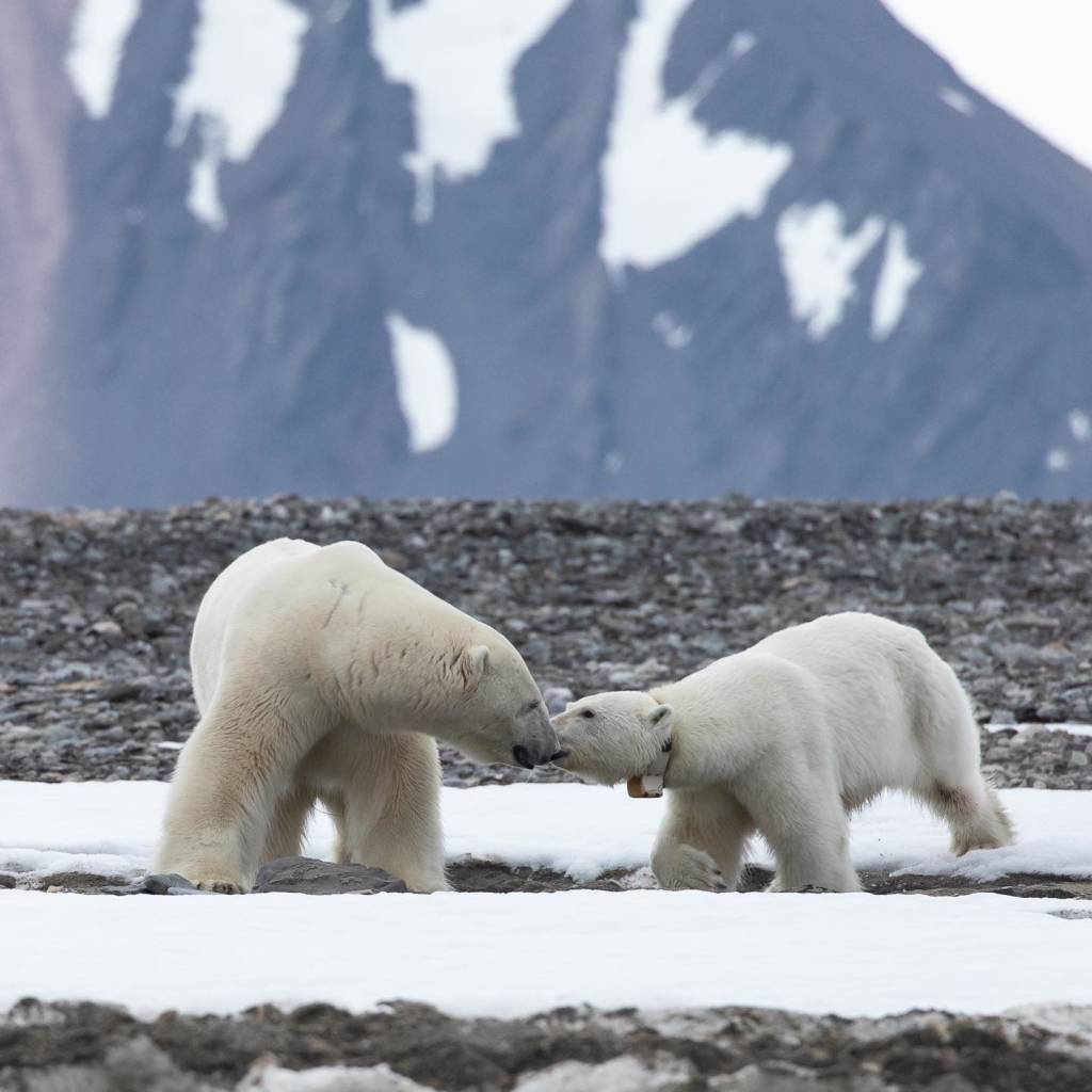 Guests on an Arctic expedition are treated to the sight of two polar bears playing along the shore in Jan Mayen in the Norwegian Arctic.