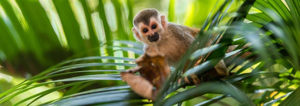 Costa Rica Monkey