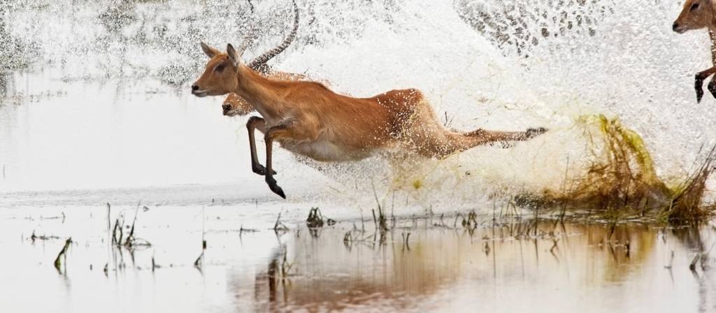 Botswana Safaris