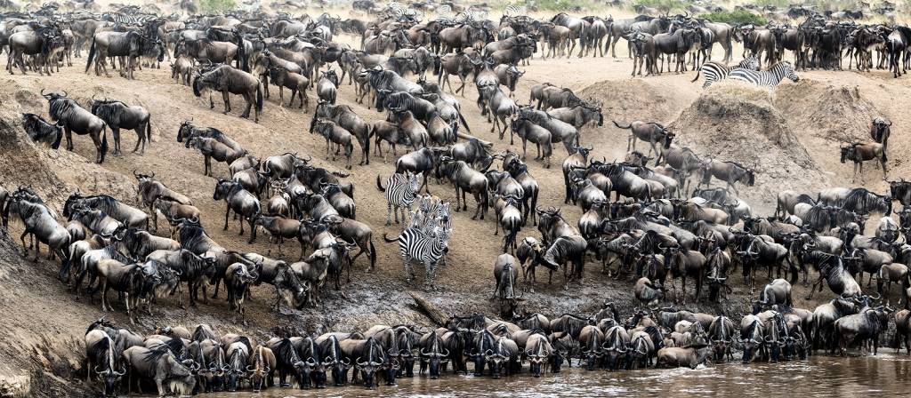 The great migration, kenya Kenya eller Tanzania: Vilken safari passar dig?