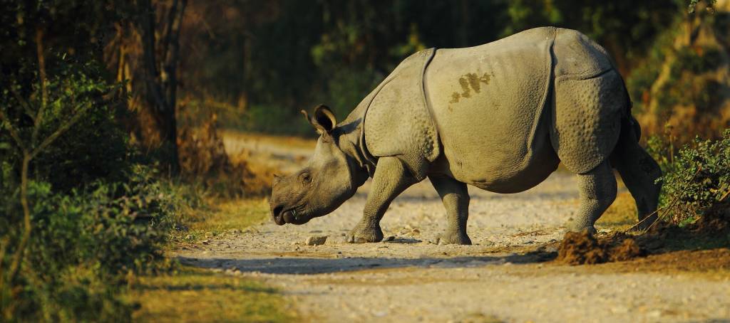 Enchanting Travels India Tours East India Indian one horned rhino in Kaziranga National Park of Assam in India