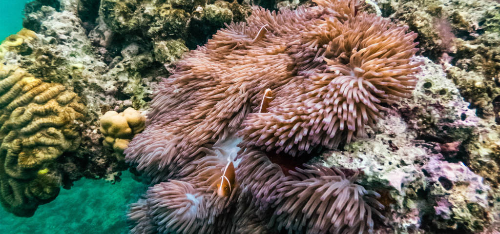 Corals and fish of the Great Barrier Reef