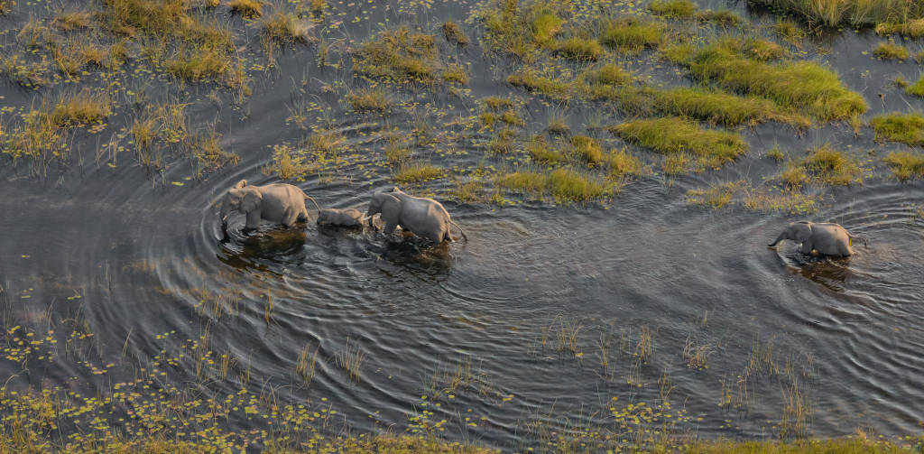 okavango (2).jpeg