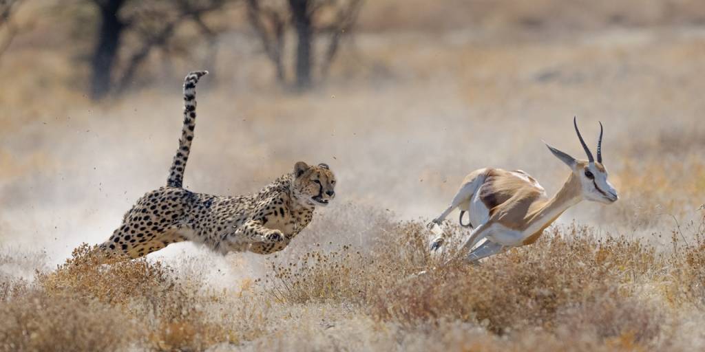 Namibia Highlights – im Land der rauen Schönheit
