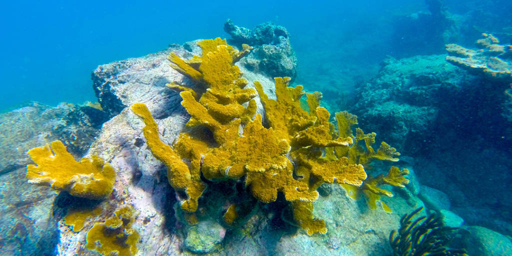 Snorkel en las Islas Vírgenes de EE. UU.