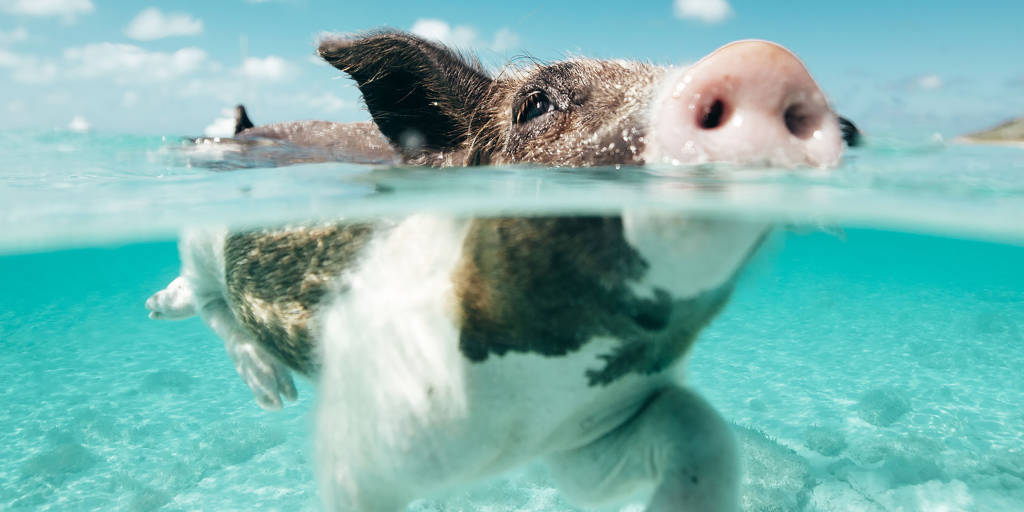 Swimming pig in the Exuma Islands Bahamas