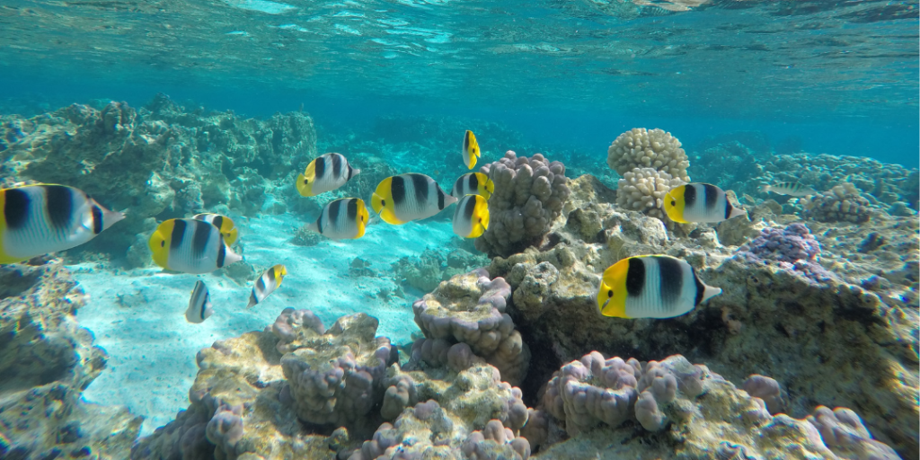 The Moorings Tahiti Fish