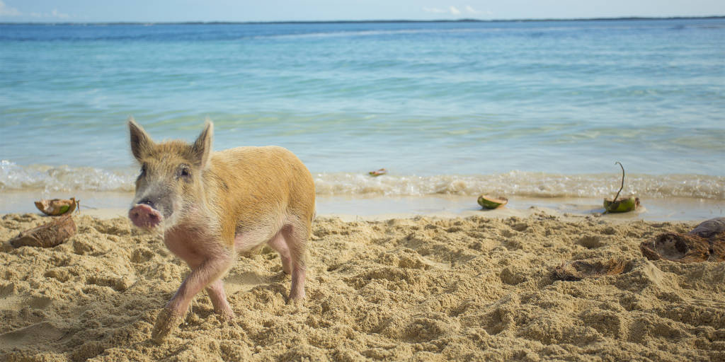 Abaco Bahamas pig