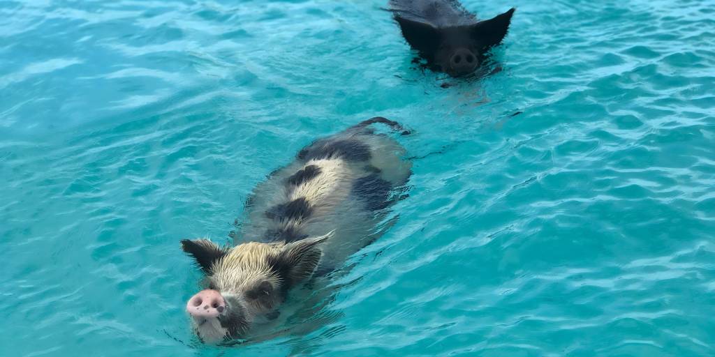 Pig Beach, Exumas