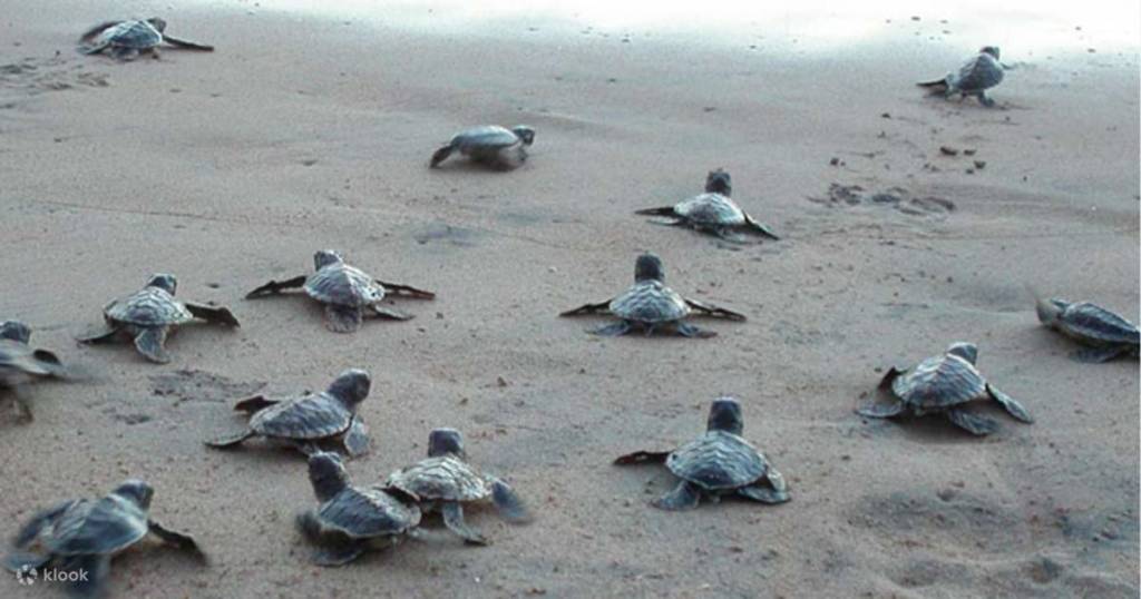 De bedste strande i Sri Lanka