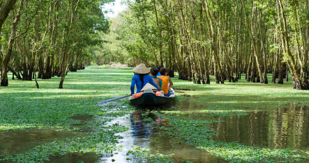 Tourism rowing boat in Tra Su flooded indigo plant forest in An Giang, Mekong delta, Vietnam, Asia