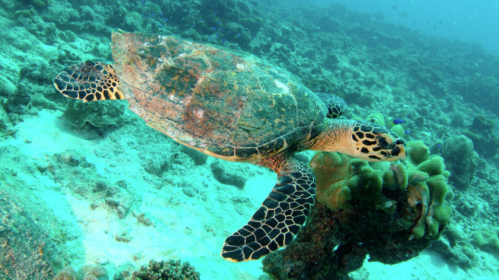 Turtle in the water the seychelles