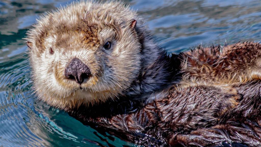 Close up of a sea otter swimming on its back