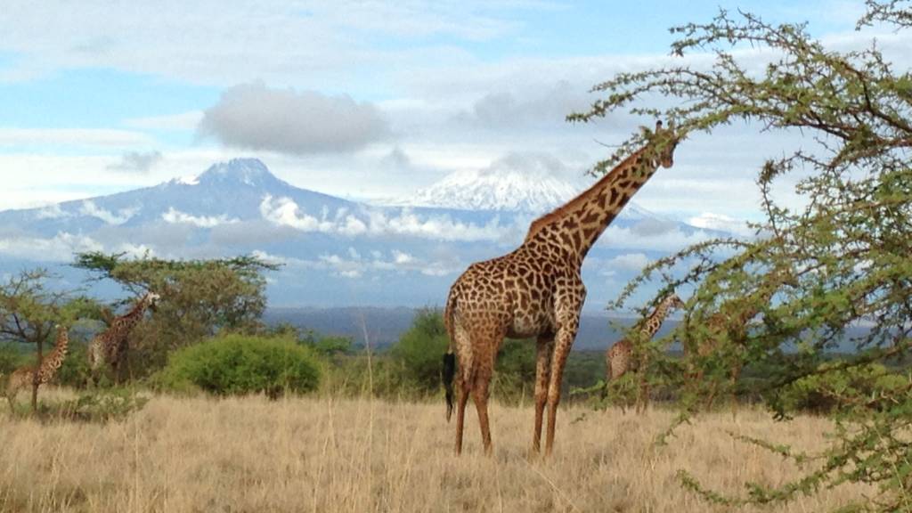 a giraffe standing in a field