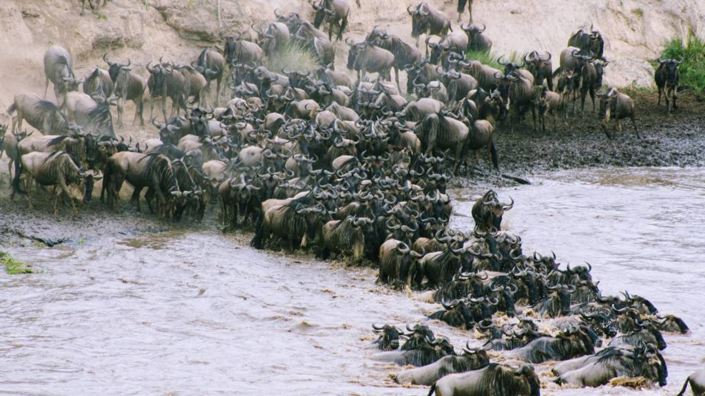 Kenya migration September