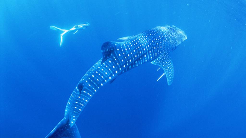 Whale Shark Swimming - Blue Planet Tours