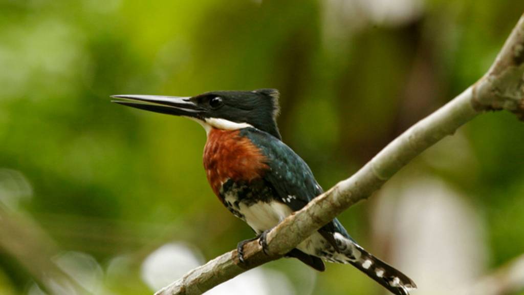 a small bird perched on a tree branch