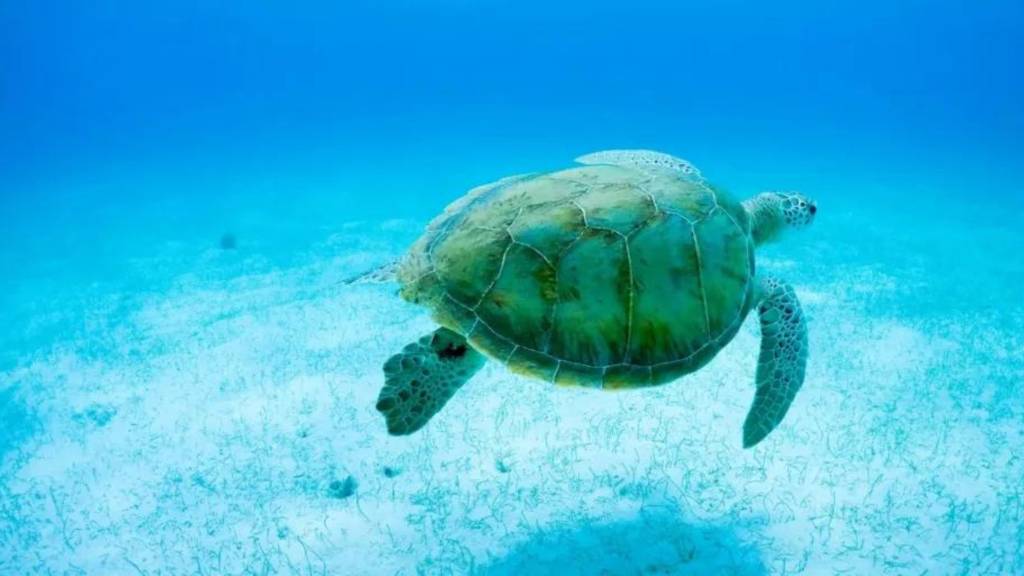 Sea Turtle