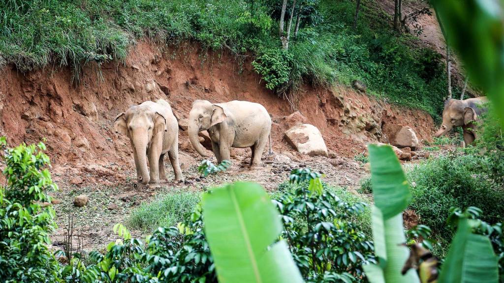 Asian elephants in Thailand