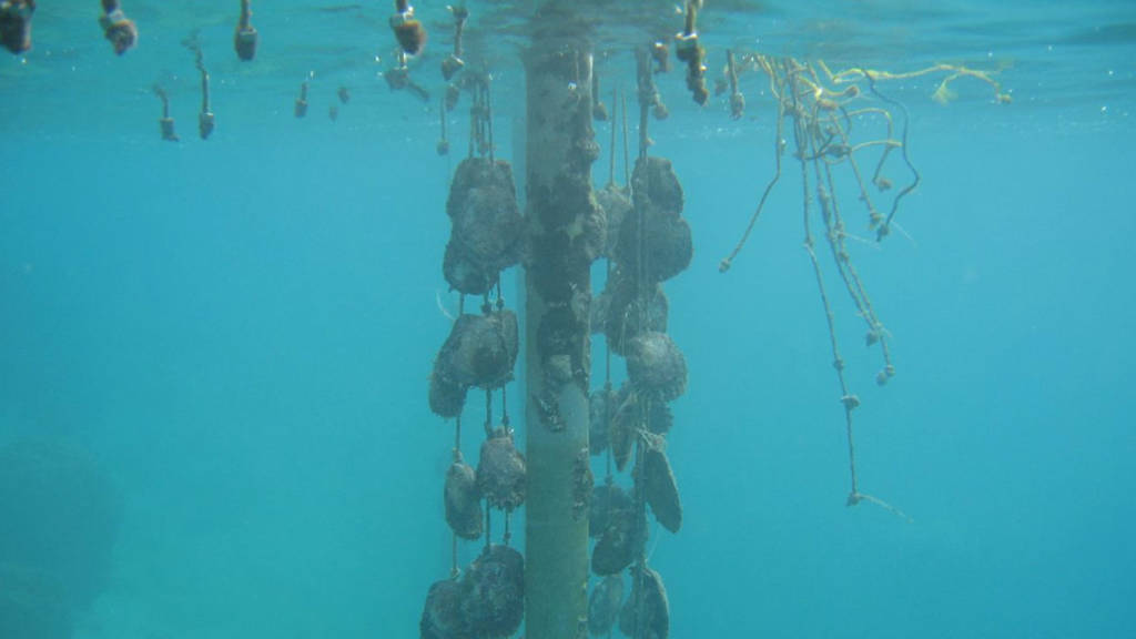 Black Pearl Diving Farm French Polynesia Sean Safdi Flickr