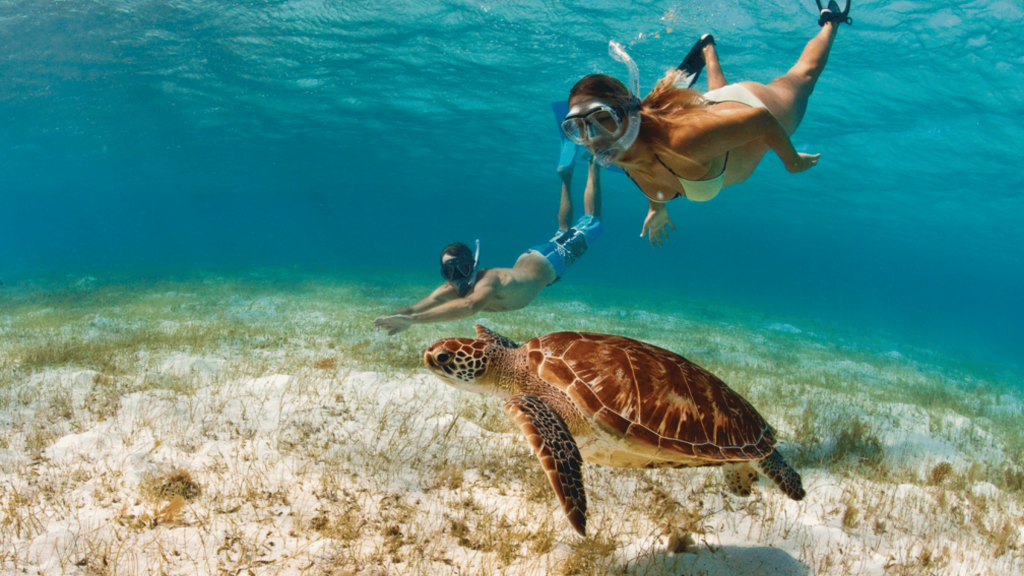 Plongée avec les tortues