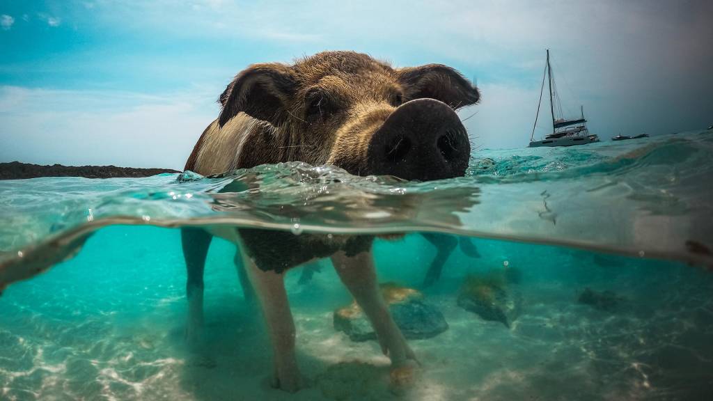 Swimming Pigs, Exumas