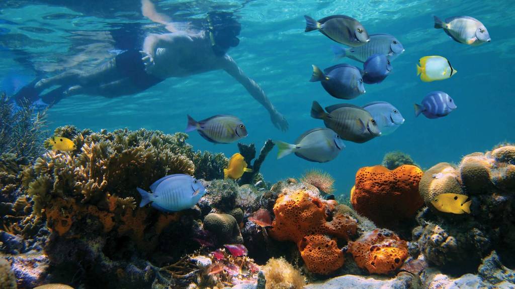 Great Barrier Reef Australia