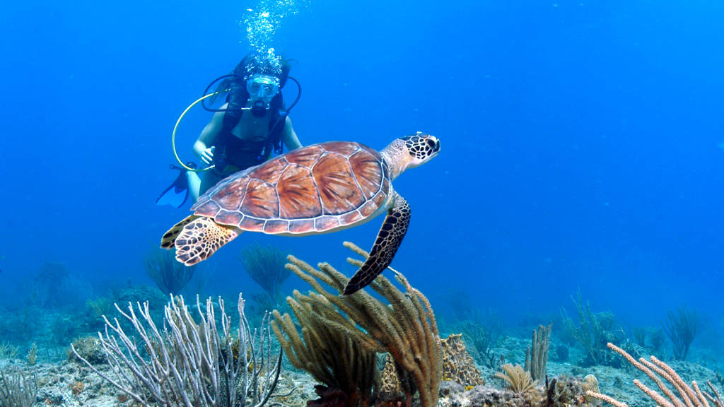 ss_us_1780_0418_blog-best-diving-in-the-caribbean_16x9_2