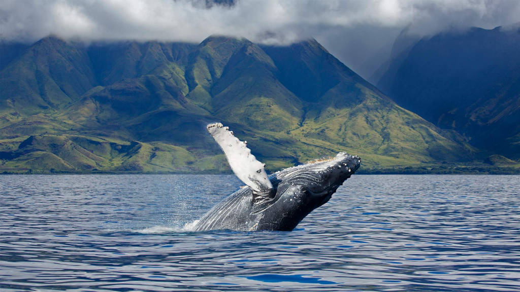 What is the Best Time to Visit Hawaii?