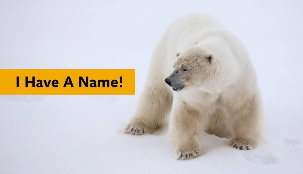 Polaris the polar bear