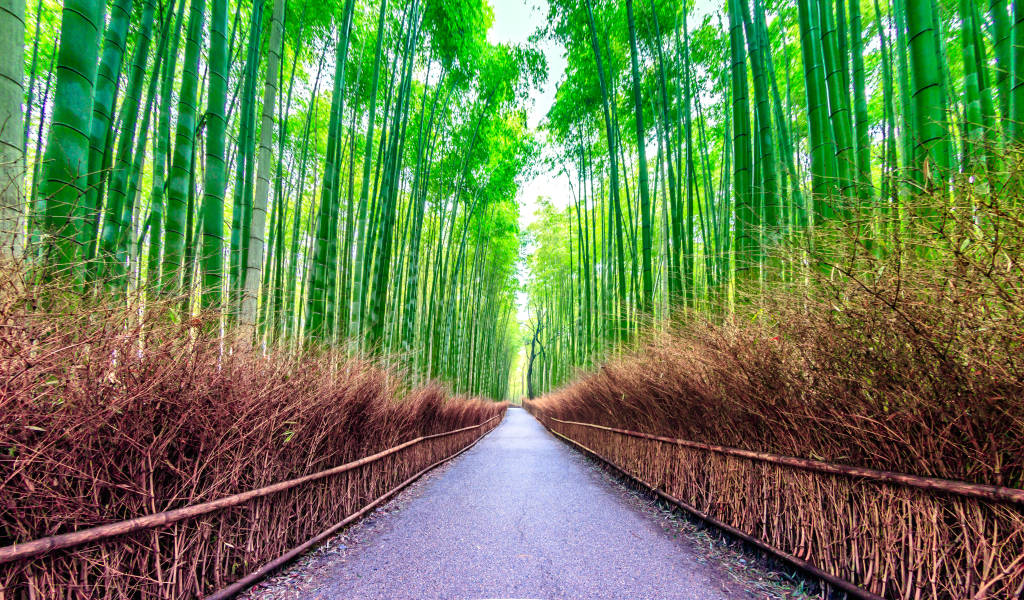 Bambusskoven i Arashiyama