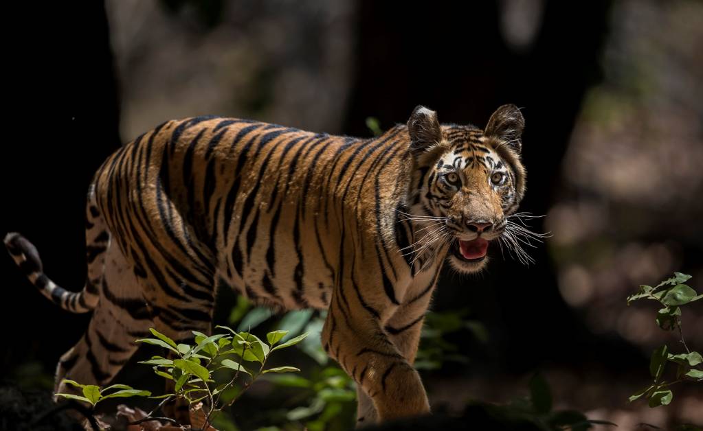 Young Bengal Tiger (Image by Paul Goldstein)