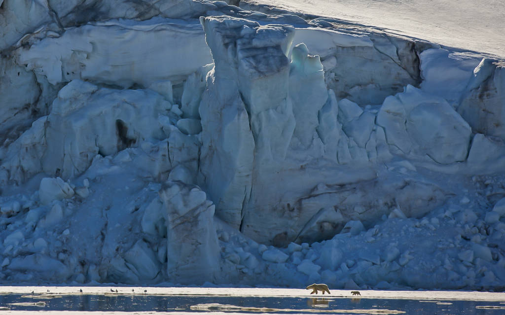 Polar Bear and cub by Paul Goldstein