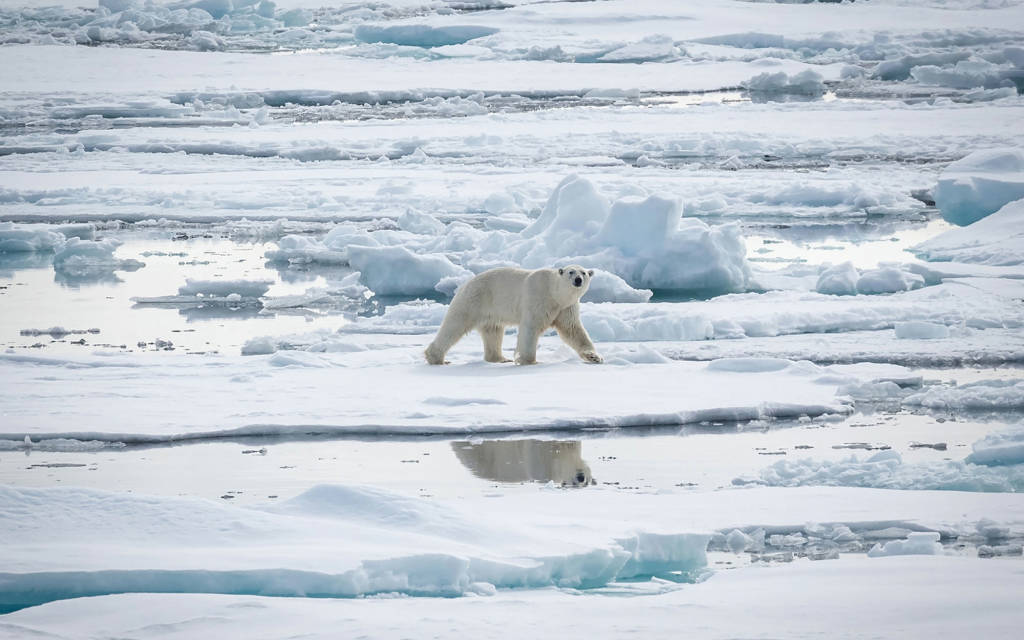 Polar Bear