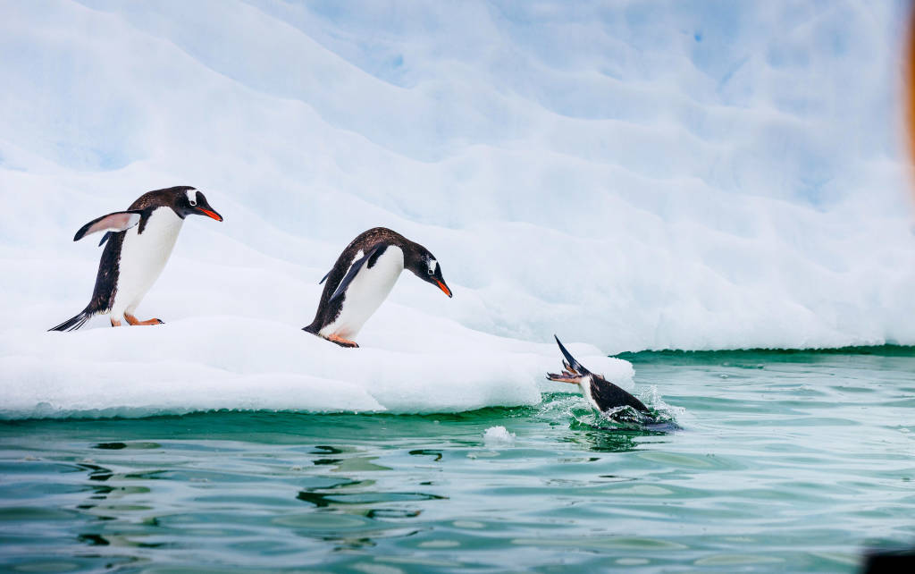 Penguins, Antarctica