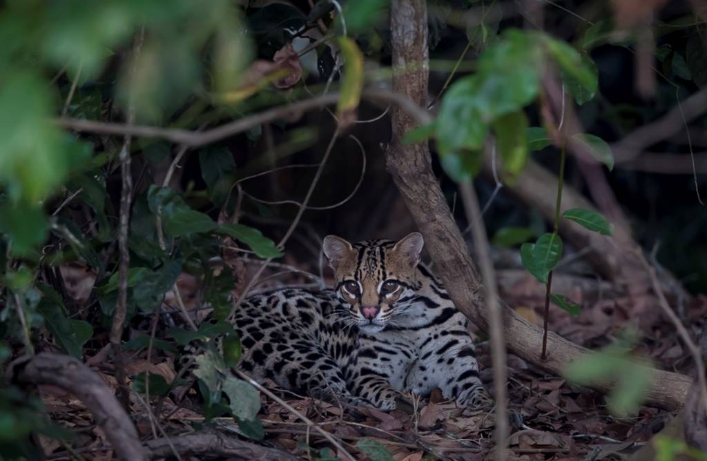 Ocelot in the Pantanal, Brazil (Image by Paul Goldstein)