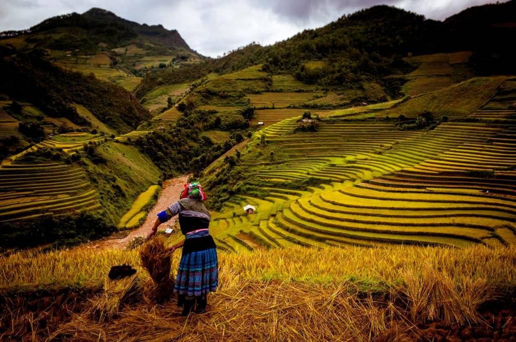 Vietnam Rice Terraces