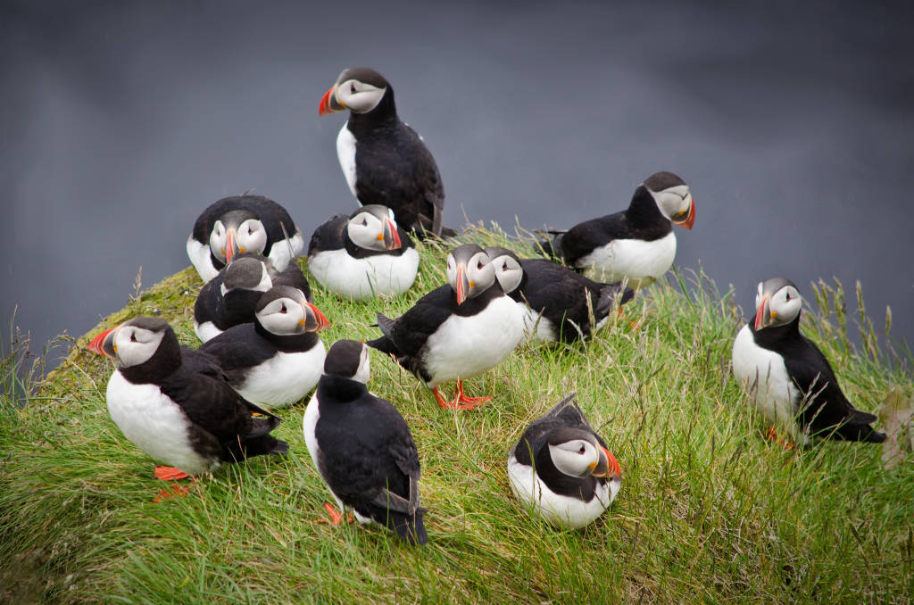 Iceland Puffin Nest