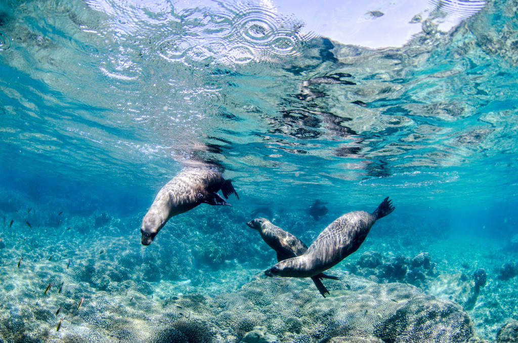 Lions de mer