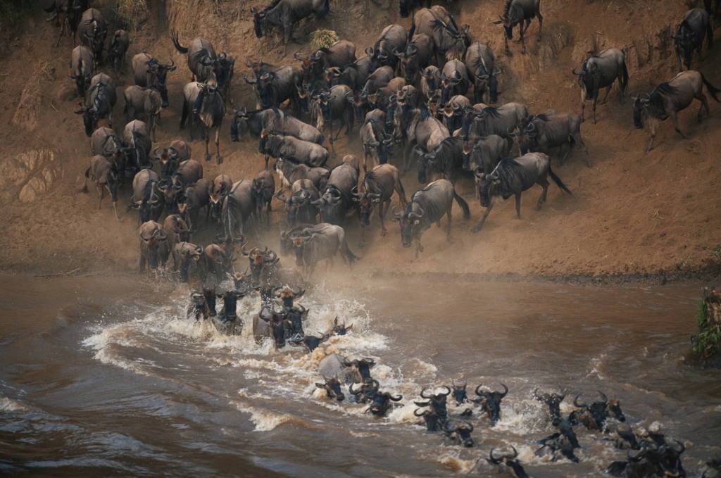 The Great Migration