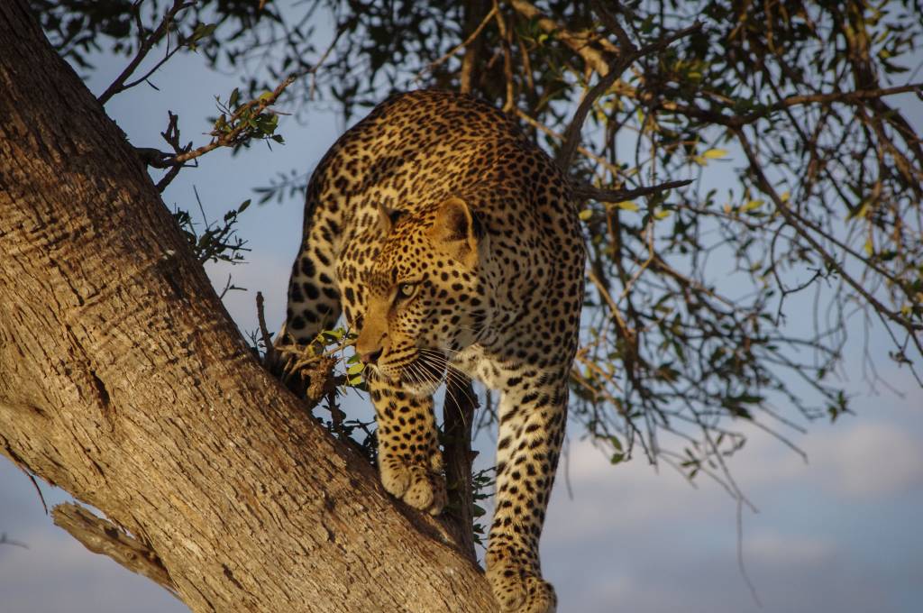 Responsible travel in Namibia protecting the leopard