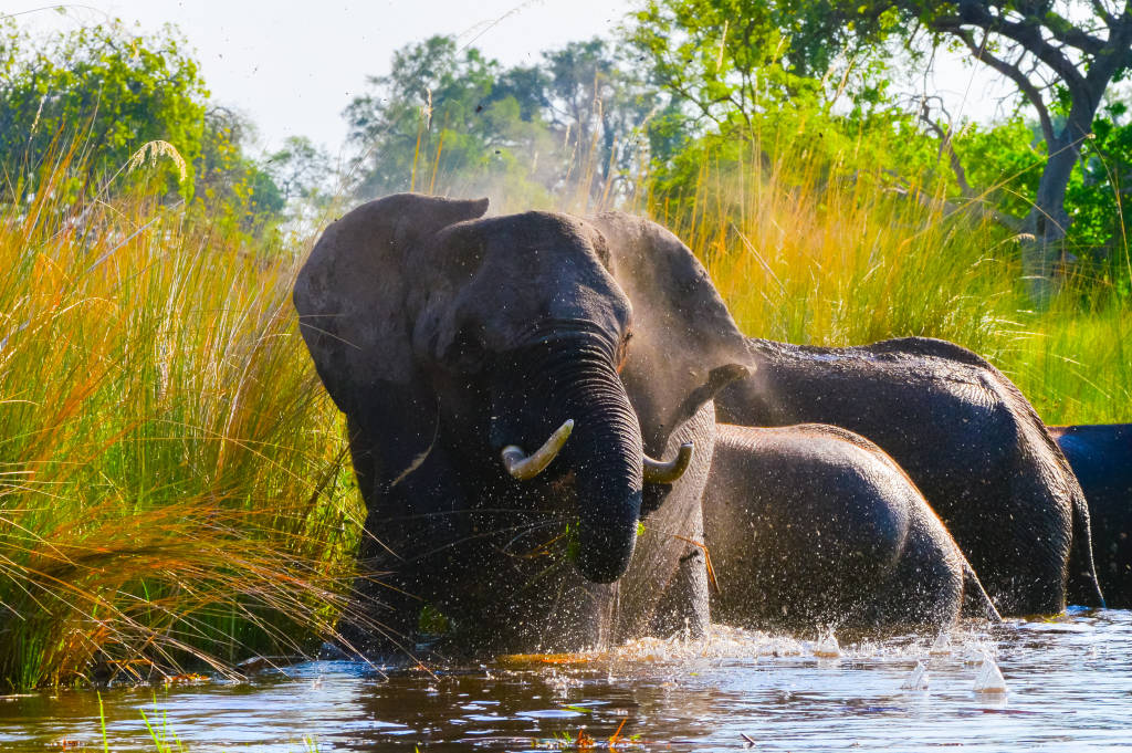 Okavango delta elefant